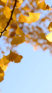  秋天金黄色的银杏叶秋天的颜色视频