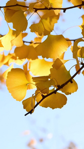  秋天金黄色的银杏叶秋天的颜色视频