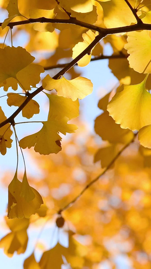  秋天金黄色的银杏叶秋天的颜色14秒视频