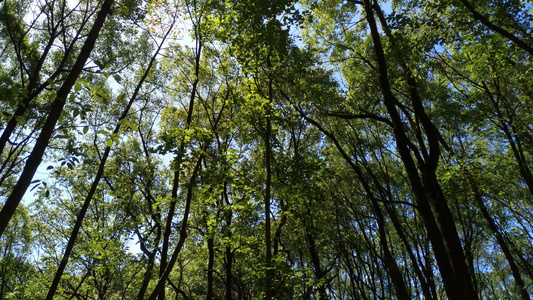 阳光森林4K实拍视频视频