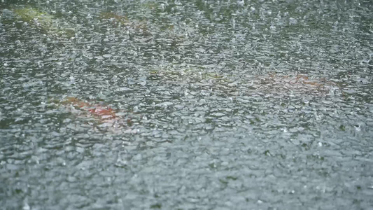 雨天鱼池实拍 视频