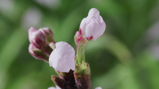 花朵开放的过程视频