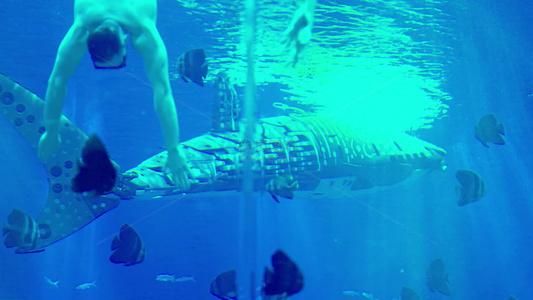 美人鱼表演海洋馆海豚视频