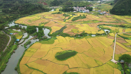 4K航拍靖西平江村秋收季节农田视频