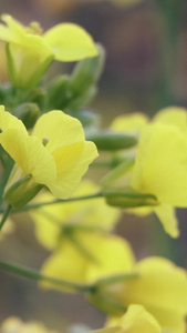 油菜花和蜜蜂实拍视频油菜花素材视频