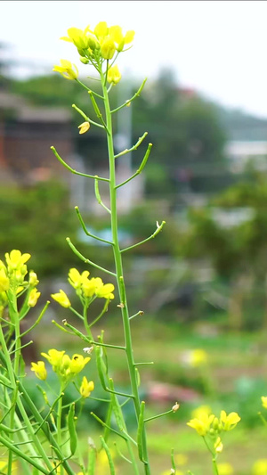 田地里的油菜花36秒视频