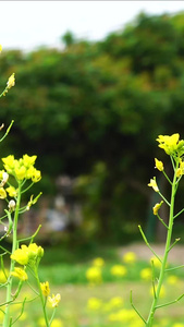 田地里的油菜花视频