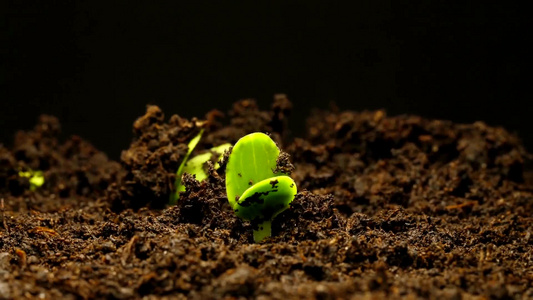 种子发芽植物生长绿色生命破土而出新生延时拍摄视频素材视频