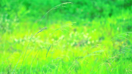 田野的青绿草和清晨的阳光视频