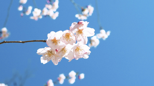 春天樱花盛开视频