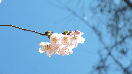 春天樱花盛开视频