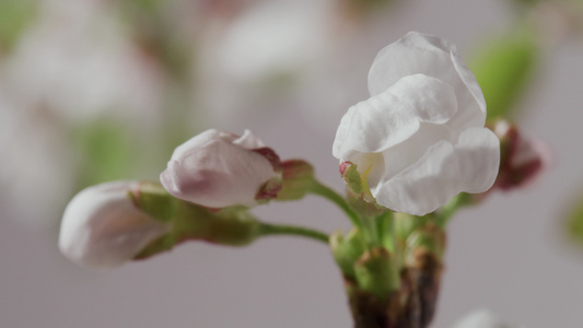 花朵开放的过程视频