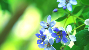 蓝白鲜花在模糊的花园中开花8秒视频