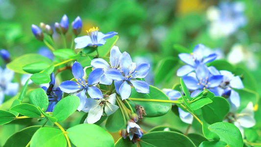 蓝白鲜花在花园中开花视频