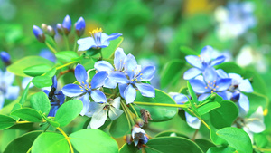 蓝白鲜花在花园中开花22秒视频