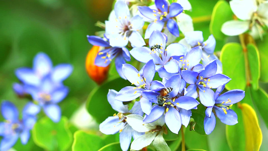 蓝白鲜花在花园中开花的花朵视频