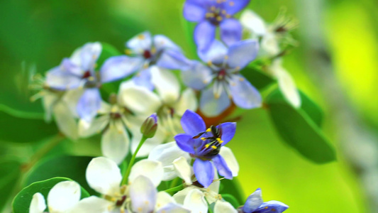 蜜蜂正在寻找花蜜视频