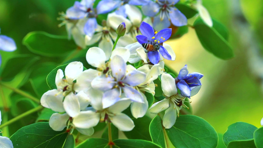 蓝白花朵在模糊的花园中开花 蜜蜂正在寻找花蜜视频