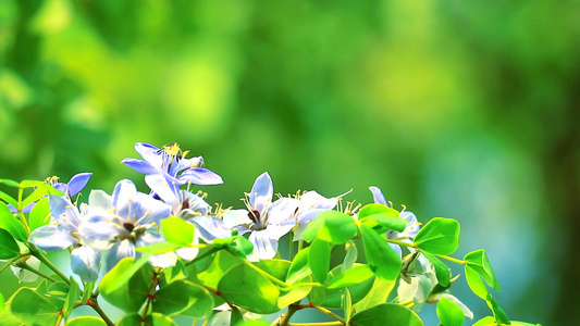 花园里盛开的紫花蓝白花，蜜蜂正在寻找花蜜视频