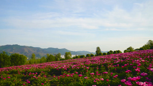 漫山遍野花海延时10秒视频