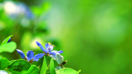 开花在迷离庭院背景的Lignum vitae蓝白花视频