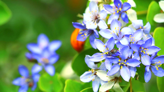 花粉上的蜜蜂 蓝白鲜花 在花园中开花视频