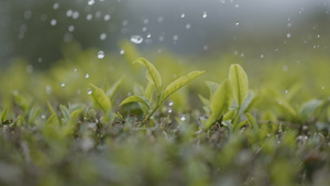 茶园春茶模仿下雨唯美空境升格19秒视频