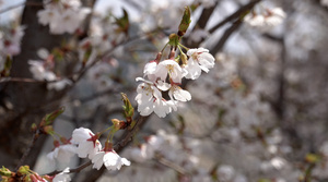 春季自然风光樱花合集4K视频24秒视频