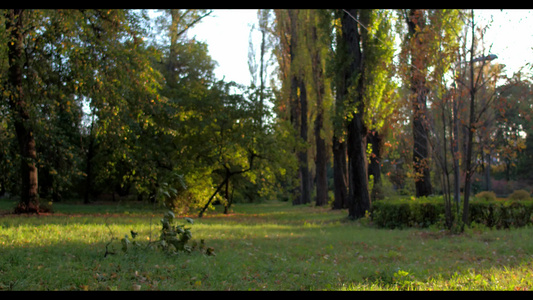 运动的人跑在绿秋林中 随着太阳照亮视频