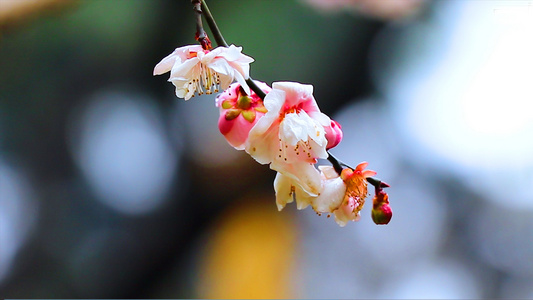 4K墙外一枝梅花视频