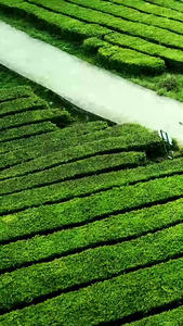 航拍春天茶山视频春茶节视频