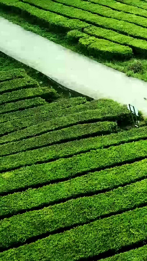 航拍春天茶山视频春茶节52秒视频