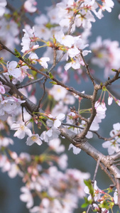 樱花季春天湖边的白色樱花素材生机勃勃视频