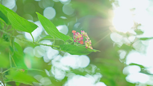 4k立春春暖花开阳光透过透过植物16秒视频