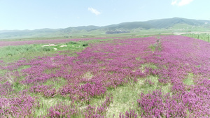 青海草原红花航拍20秒视频