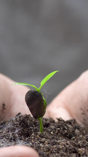 双手捧起泥土里的嫩芽植树节27秒视频