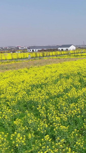 乡村油菜花航拍春天航拍视频