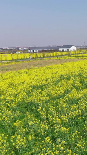 乡村油菜花航拍春天航拍67秒视频