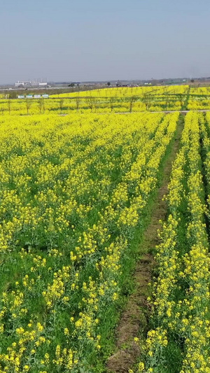 乡村油菜花航拍航拍乡村67秒视频