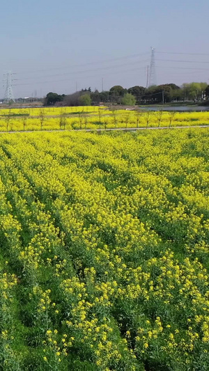 乡村油菜花航拍春天航拍67秒视频