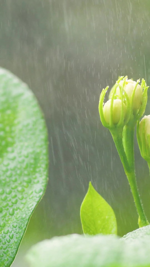 小暑雨中茉莉父亲节15秒视频