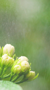 小暑雨中茉莉父亲节视频