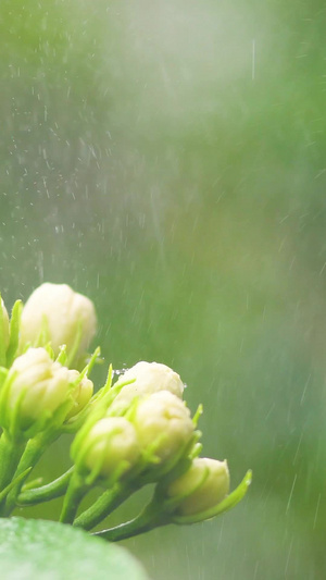 小暑雨中茉莉父亲节15秒视频