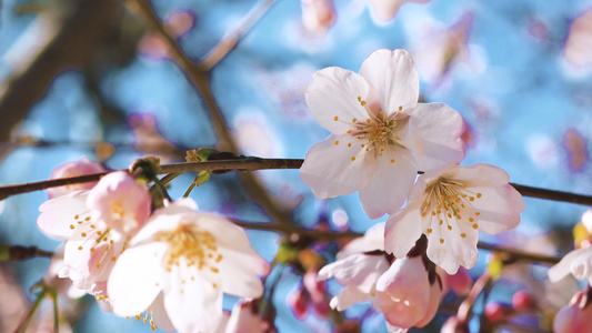 春天樱花盛开视频