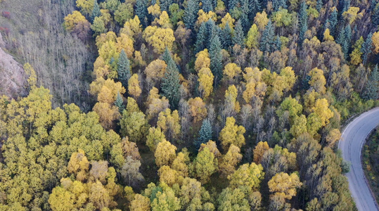 青海坎布拉森林秋季风光航拍4K视频视频