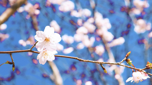 春天樱花开满枝头视频