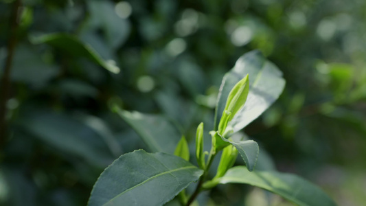 碧螺春茶树视频