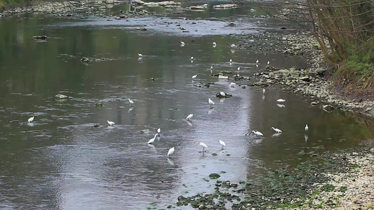 冬天的白鹭在河水中觅食的场景视频