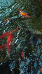 动物锦鲤水池游泳视频