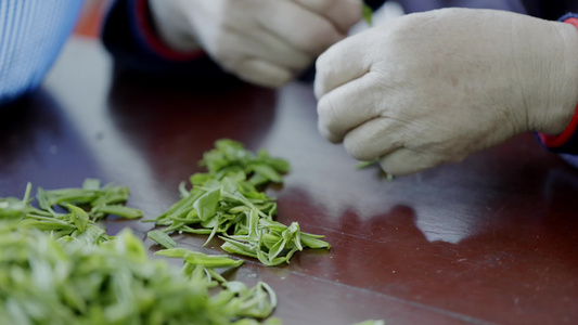 茶农在挑选茶叶嫩芽视频